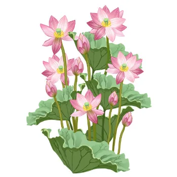 lotus plants-7734645-24583.webp